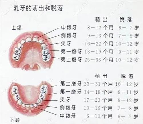 儿童换牙顺序图，20颗乳牙替换成28颗恒牙.jpg